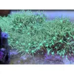 日本草皮珊瑚 海水造景