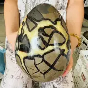 14.08LB TOP Natural Dragon Septarian Quartz Crystal egg mineral Specimen