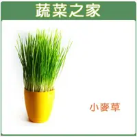 在飛比找樂天市場購物網優惠-【蔬菜之家】J04.小麥草種子(共有2種包裝可選)