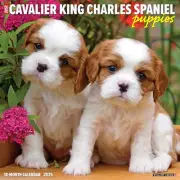 Cavalier King Charles Spaniel Puppies Monthly 2025 Wall Calendar (12" x 12")