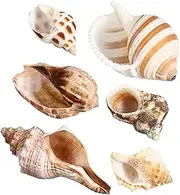 FIXOSHEE 6 Pcs Natural Conch Shells for Crabs Smooth Safe Crab Decor Unique Textured Shells for Aquariums Crafts and Home Decoration for and DIY Projects