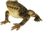 BH8575 HANSA Goliath Frog 35