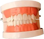 STOBAZA Standard Teeth Model for Oral Education Tooth Model for Teaching Tooth Brushing and Flossing Techniques Preschool Realistic