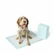AmazonBasics TRP40XLC 5-Layer Dog and Puppy Pads - Size XL, Pack of 40 C1777