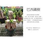 心栽花坊-巴西鐵樹/香龍血樹/8吋/觀葉植物/室內植物/綠化植物/售價650特價600