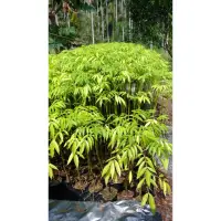 在飛比找蝦皮購物優惠-莎梨橄欖(太平洋榅桲) (5棵=$400) 實生苗高60公分