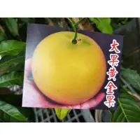 在飛比找蝦皮購物優惠-彩綠花果園_水果苗_大果黃金果_6/7吋盆