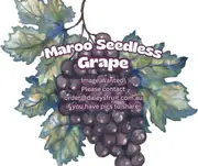 Buy Grape Maroo Seedless Fruiting Vine- Vitis vinifera