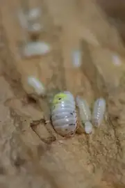 Armadillidium vulgare American Magic Potion Isopods Bioactive CleanUpCrew