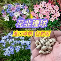 在飛比找蝦皮購物優惠-【花韭種球 】進口球根 冬季春季開花 多年生 庭院陽台盆栽 