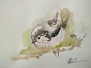 Warbler, Birds, Watercolor artwork, Handmade, Original painting on paper