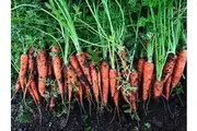 CARROT 'All Seasons' seeds