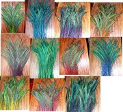 100 Peacock Sword Feathers 30-35" L STEM DYED 11 colors available