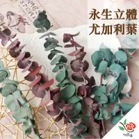 在飛比找momo購物網優惠-【極度花燥】尤加利葉 立體圓葉(葉材)