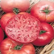 Tomato Mortgage Lifter 15seeds Heirloom Huge up to 1.8kg Rich Taste