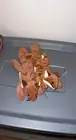 VERY RARE 1985 sly the fox beanie baby WITH TAG ERRORS