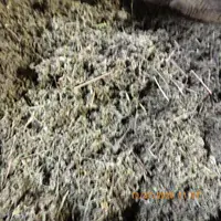 在飛比找松果購物優惠-勘巴草粗(西藏艾草)勘巴寺採取(300公克)**請認明真正西