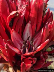 Buy Doryanthes palmeri AustrNative Feature Plants for Australia