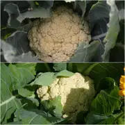 Cauliflower - All Year Round seeds