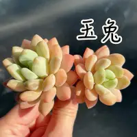 在飛比找蝦皮購物優惠-↠有植感↞ ▮玉兔▮ 韓國多肉 進口多肉 多肉植物 多肉 景