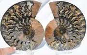 Large Black Ammonite Pair Nice Crystals 110myo FOSSIL XXLarge 170mm 6.6" 9570bb