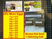 Free 10% Extra More Brine Shipping Artimia eggs shrimp