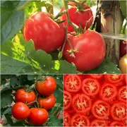 Tomato - Rumseys Red seeds