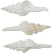 6 Knobby Spindle Shells 4-5"(Set of 6) Craft Shells