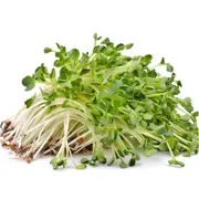 Alfalfa Sprouts Seeds