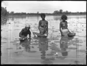 Aboriginal Indigenous women collecting water plants - Old Photo