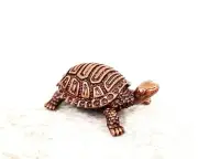 Copper Handmade Feng Shui Turtle Idol Figurine Statue Antique Finish
