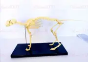 Veterinary Anatomy Cat Skull Feline Skeleton Teaching Model With Display