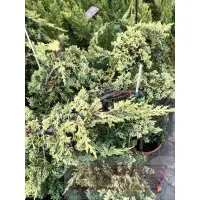 在飛比找蝦皮購物優惠-花田厝_觀葉植物--黃金圓柏-變色圓柏--黃金倒柏 56吋盆