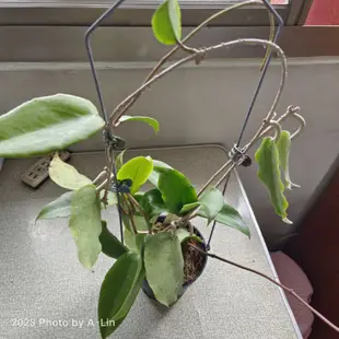 植物 聊聊回訊息才會出貨 一物一拍 香 好美  hoya crassicaulis 毬蘭