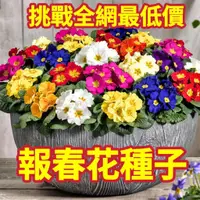 在飛比找蝦皮購物優惠-一元一粒【報春花種子】袖珍小盆栽  多色可選 花期長 四季種