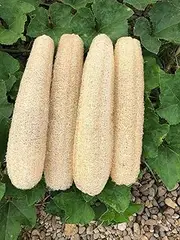 YEMTAL Natural Loofah Sponges Organic Luffa Bath Shower Sponge Exfoliating Body Back Scrubber for Men Women Adults SPA Beauty Bathing Daily Care - 4 PCS