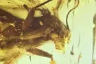 Nice Fungus gnat Mycetophilidae Fossil inclusion Baltic amber #11317