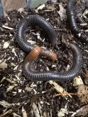 Fire Head Millipede (Analocostreptus servatius) 1 Ct