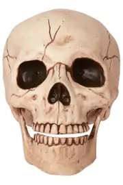 Human Skull with Poseable Jaw Halloween Decoration