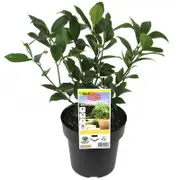 180mm Citrus Dwarf Lemonicious - Citrus meyer