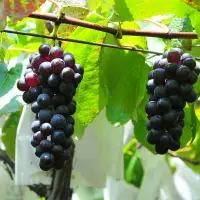 在飛比找鮮拾優惠-【一起買水果】 絲絨紫水晶葡萄(籽軟) 約1.5公斤（約2.