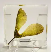 38mm Real Maple Seeds (Green) in Clear Lucite Resin Dried Pressed Botanist Herb