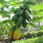 24Pcs Dwarf Red Papaya Seeds, NON GMO, SWEET FRUIT , HEAVY BEARING,