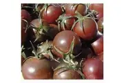 TOMATO 'Black Cherry' seeds