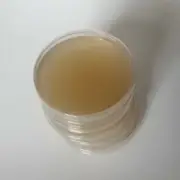 Malt Extract Agar MEA Plates for Mushroom Cultivation