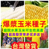 在飛比找蝦皮購物優惠-💥💥【免運大熱銷】玉米種子 白龍王水果玉米玉米種子系列水果玉