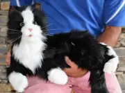 Joy For All -Black & White Robotic Comfort & Companion Cat for People Ages 5-105