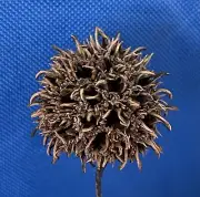 400 Sweet Gum Tree Balls