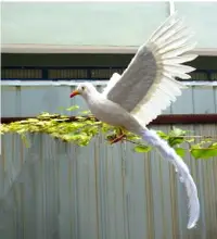 在飛比找樂天市場購物網優惠-仿真白鳳凰鳥 園林擺件 羽毛鳥 白色孔雀鳥 手工定做教學演示