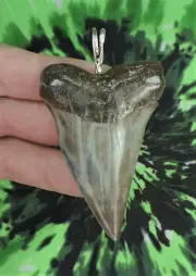 Mako Sharks Tooth Pendant SUPER NICE!! NO RESTORATIONS fossil sharks teeth